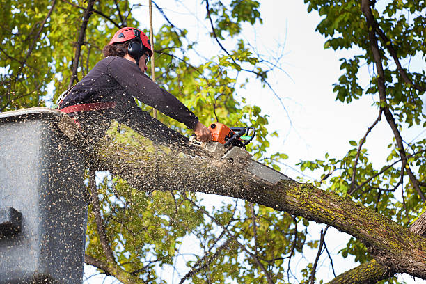 The Steps Involved in Our Tree Care Process in Bradford Woods, PA